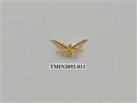 藏品(螟蛾102)的圖片